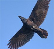 20_DSC9960_Common_Raven_overfill_74pc