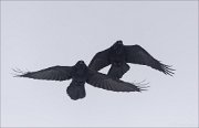 24_DSC4856_Common_Raven_duo_56pc