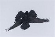 24_DSC4859_Common_Raven_screamer_46pc