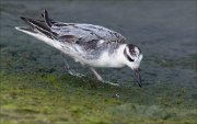 23_DSC9505_Red_Phalarope_rostrum_34pc