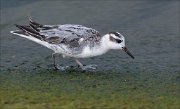 23_DSC9526_Red_Phalarope_creep_45pc