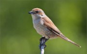 01_DSC3393_Red-backed_Shrike_light_from_hell_65pc