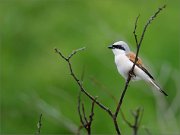 01_DSC3472_Red-backed_Shrike_loneliness_55pc