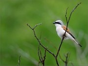 01_DSC3472_Red-backed_Shrike_loneliness_55pc