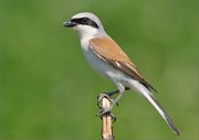 01_DSC5702_Red-backed_Shrike_on_broken_branch_100pc