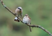 06_DSC3922_Red-backed_Shrike_are_you_kidding_me_38pc