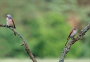 06_DSC3968_Red-backed_Shrike_dispute_92pc