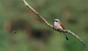 06_DSC4015_Red-backed_Shrike_angry_bombus_58pc