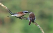 06_DSC4076_Red-backed_Shrike_delicious_gift_38pc