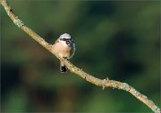 06_DSC4133_Red-backed_Shrike_pellet_disposal_42pc