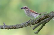 06_DSC5683_Red-backed_Shrike_assasination_69pc