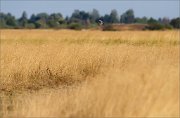 06_DSC7911_Red-backed_Shrike_intrinsic_freedom_100pc