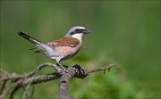 11_DSC0888_Red-backed_Shrike_fairy_tail_67pc