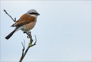 12_DSC5539_Red-backed_Shrike_plain_64pc