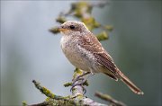 12_DSC8320_Red-backed_Shrike_fresh_78pc