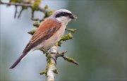 12_DSC8340_Red-backed_Shrike_butcher_82pc