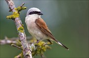 12_DSC8347_Red-backed_Shrike_daze_67pc