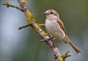 12_DSC8419_Red-backed_Shrike_moony_74pc