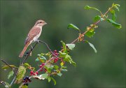 18_DSC0017_Red-backed_Shrike_buckthorn_36pc