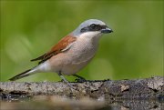 22_DSC3029_Red-backed_Shrike_bighead_71pc