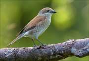 22_DSC4818_Red-backed_Shrike_enforcement_80pc