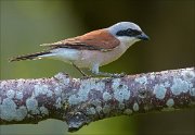 22_DSC4825_Red-backed_Shrike_slender_68pc