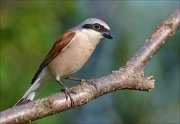 22_DSC4898_Red-backed_Shrike_snoopy_76pc