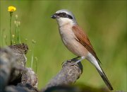 22_DSC5354_Red-backed_Shrike_pastoral_78pc