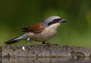 22_DSC5725_Red-backed_Shrike_front_66pc