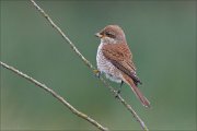 23_DSC9339_Red-backed_Shrike_cornered_24pc