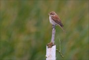 23_DSC9373_Red-backed_Shrike_murky_41pc