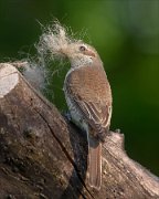 24_DSC9995_Red-backed_Shrike_insulate_45pc