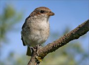 P1370918_red-backed_shrike