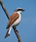 P1530242_shrike_who_laugh