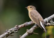 18_DSC2837_Red-breasted_Flycatcher_bath_39pc