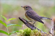 18_DSC2883_Red-breasted_Flycatcher_climb_70pc