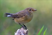 18_DSC2899_Red-breasted_Flycatcher_fling_48pc