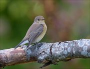 23_DSC7852_Red-breasted_Flycatcher_tranquil_59pc