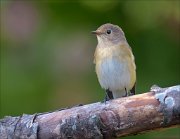 23_DSC7857_Red-breasted_Flycatcher_feeble_44pc