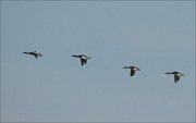 19_DSC9540_Red-brested_Merganser_journey_32pc