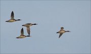 19_DSC9554_Red-brested_Merganser_pursue_27pc