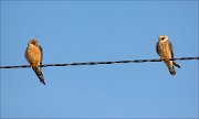 18_DSC5556_Red-footed_Falcon_conjugate_66pc