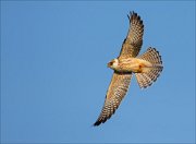 18_DSC5570_Red-footed_Falcon_caper_57pc