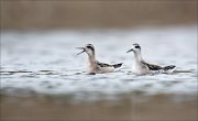 18_DSC0221_Red-necked_Phalarope_scream_54pc