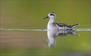 18_DSC0298_Red-necked_Phalarope_crude_44pc