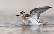 18_DSC0866_Red-necked_Phalarope_calisthenic_64pc