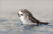 18_DSC0876_Red-necked_Phalarope_mimicry_52pc