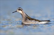 18_DSC0920_Red-necked_Phalarope_azure_50pc