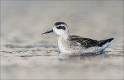 18_DSC0936_Red-necked_Phalarope_confined_51pc