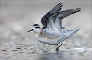 18_DSC0941_Red-necked_Phalarope_flush_69pc